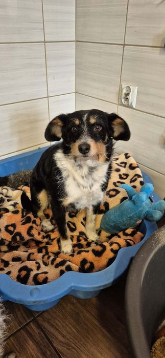 Do adopcji mała, delikatna suczka
