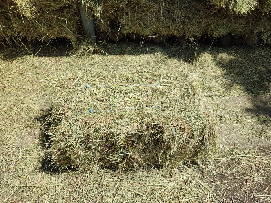 продаж сіна лугового