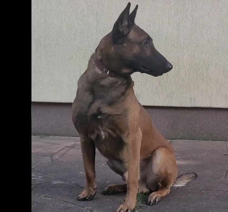 Owczak Belgijski Malinois czarny suczka