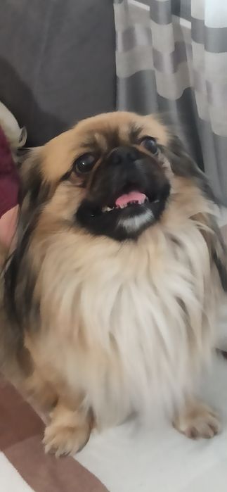 Пекінес  для в'язки.