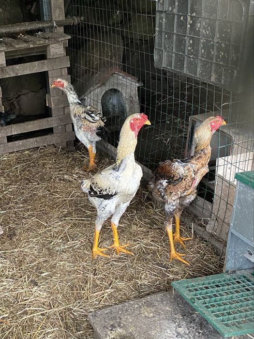 Indio Gigante (ovos/pintos e frangos)