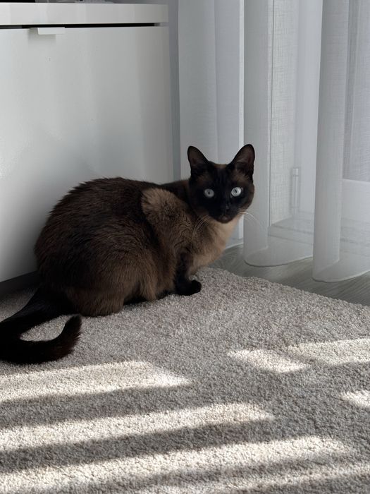 Gatinha super meiga Siamesa