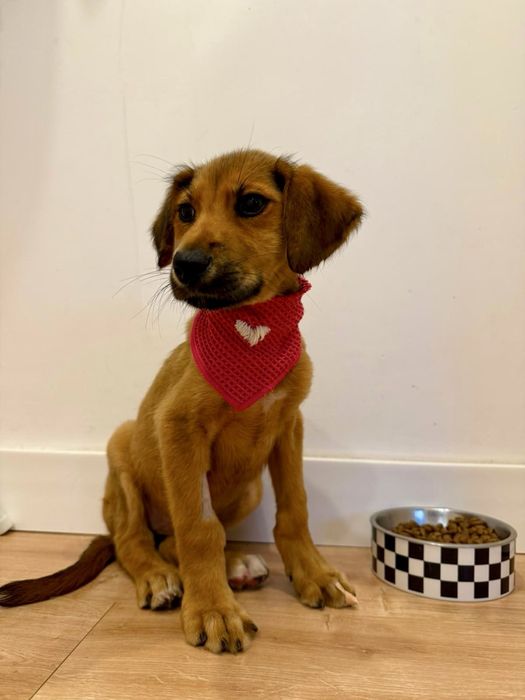 Cadela bebé para adoção responsável