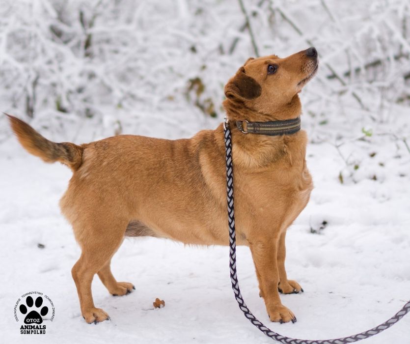 9 letnia Dolly szuka domu!