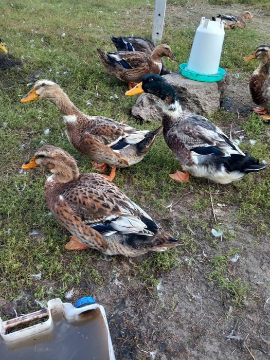 Kaczki staropolskie  okazja jaja lęgowe zielononóżki