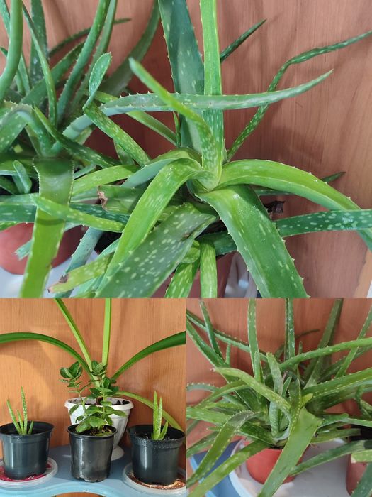 Кімнатні рослини