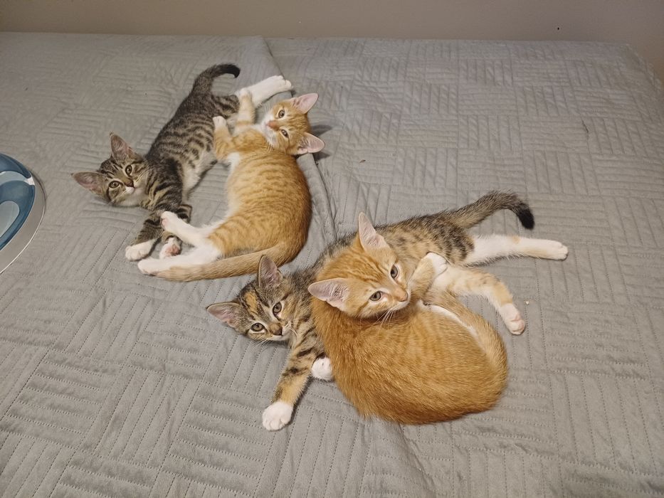 Maluchy do adopcji