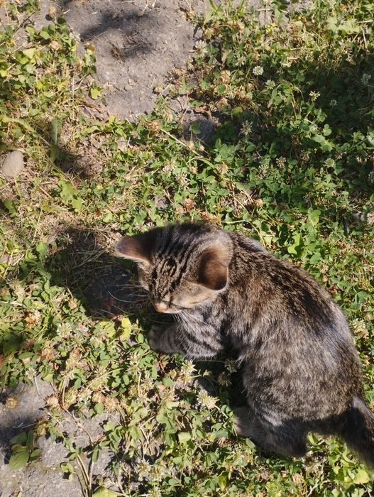 Кошенятко дівчатка