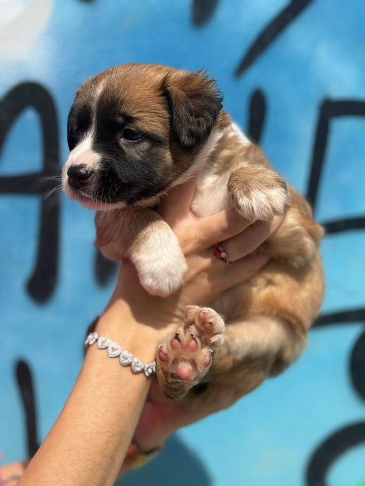 Aurora - suczka szczeniak do adopcji