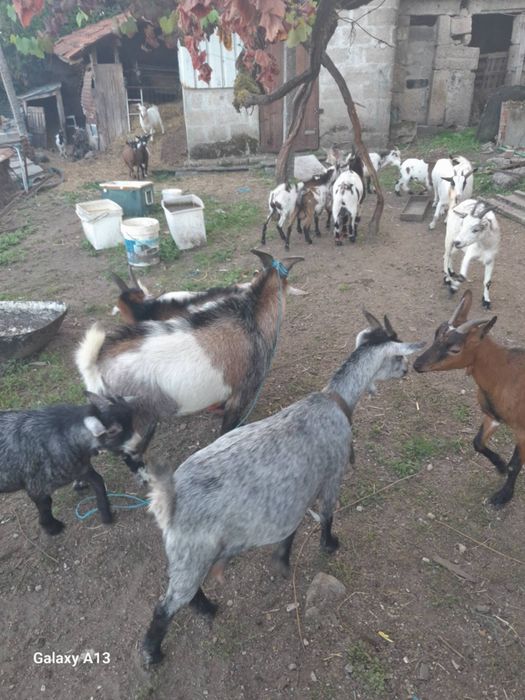 Cabras cabritos ovelhas e borregos para venda