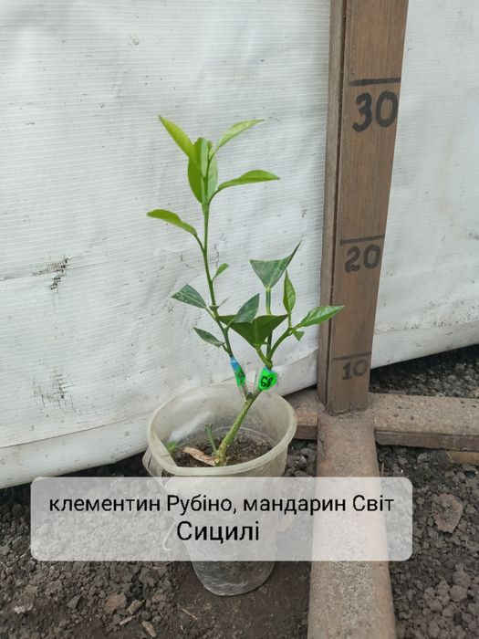 Сад цитрус 2 сорта