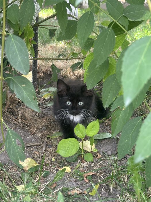 Віддам котиків безкоштовно у добрі руки