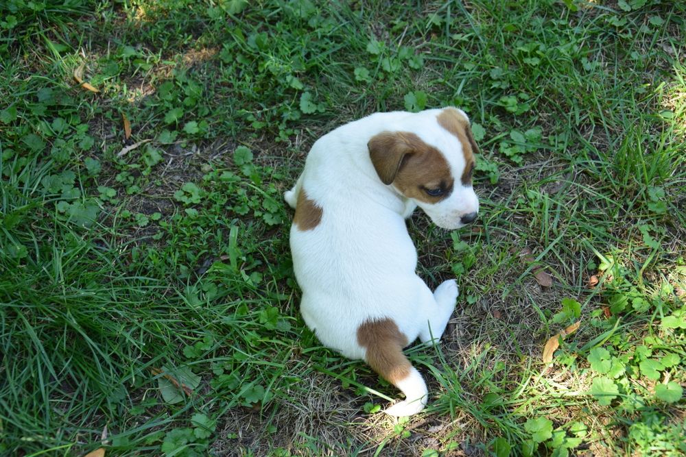 Jack Russell terrier pies