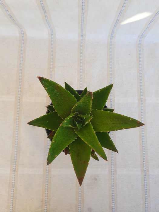 Planta - Aloe nobilis