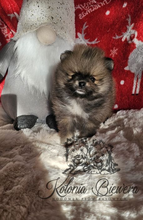 Szpic Miniaturowy/ Pomeranian sunia PASZPORT!!