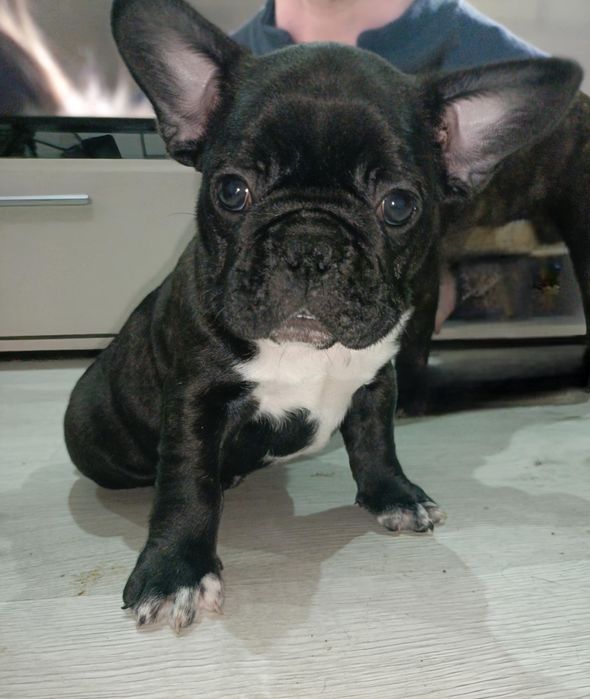 Buldog Francuski Szczeniak Piesek