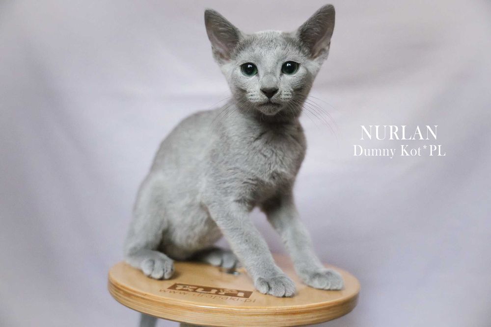 Kocurek Rosyjski Niebieski z rodowodem FIFe