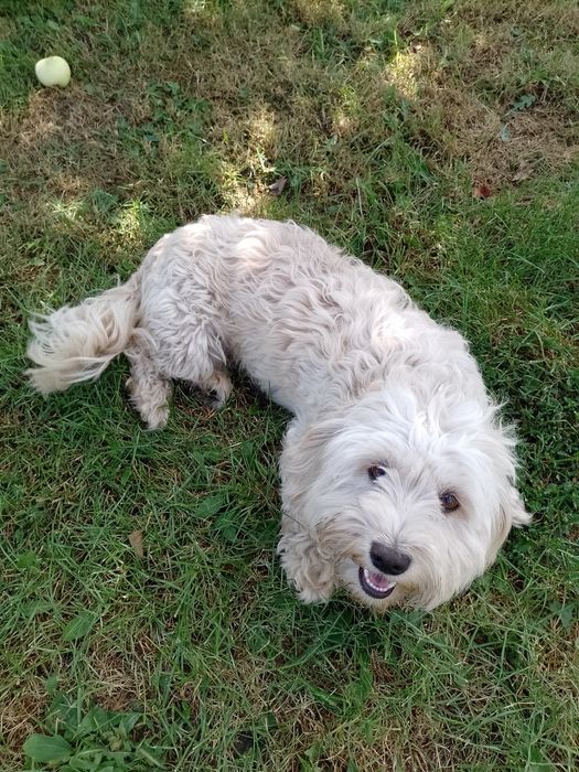 Oddam pieski do adopcji