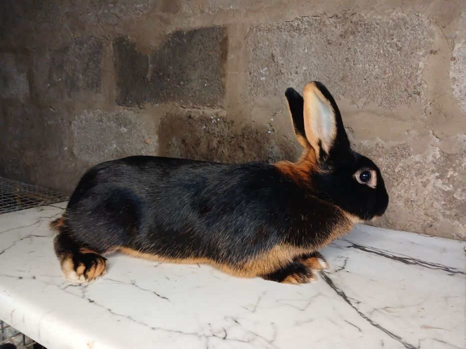 Кролики , кролі .