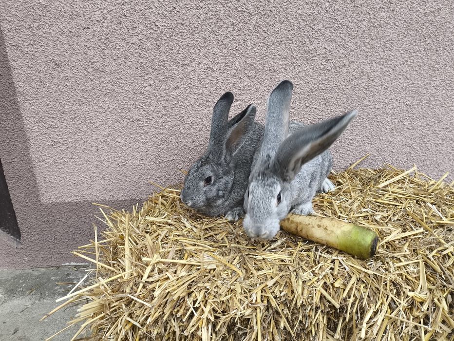 Продам кроликів є різні