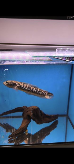 Channa asiatica , wężogłów 22-25 cm