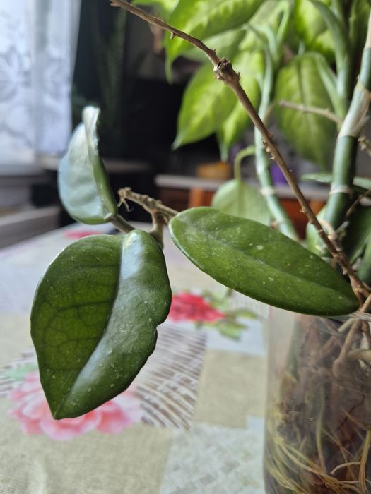 Sadzonki roślinki Hoja (hoya)