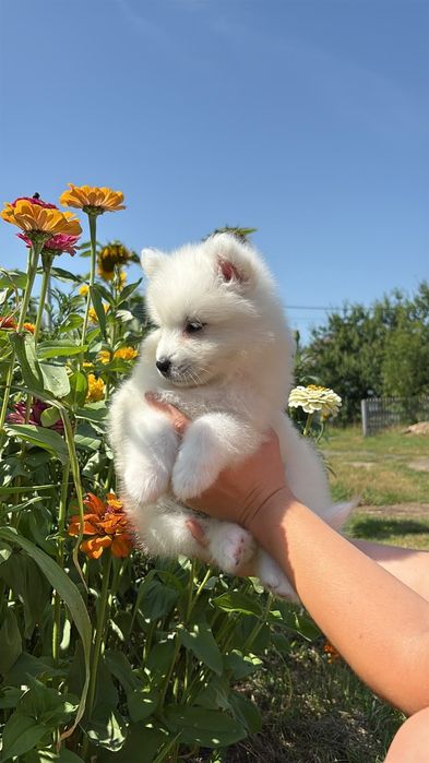 Suczka samoyed ZKwP