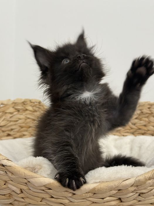 Kociak Cassie rasy Maine Coon