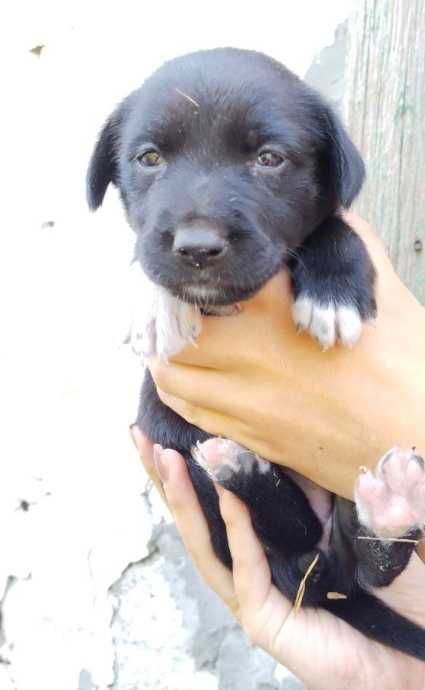 Цуценята безкоштовно