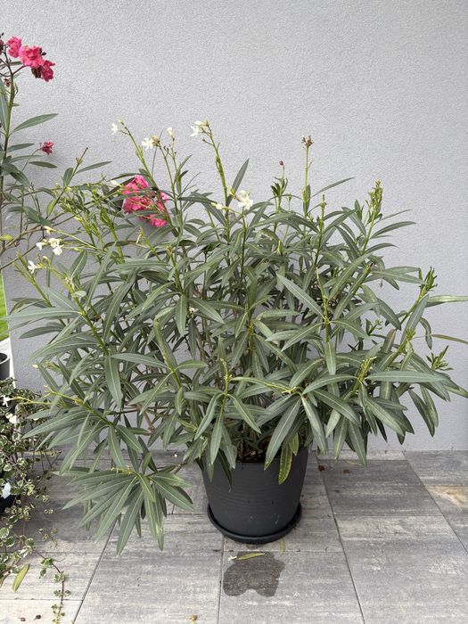 Oleander oleandry