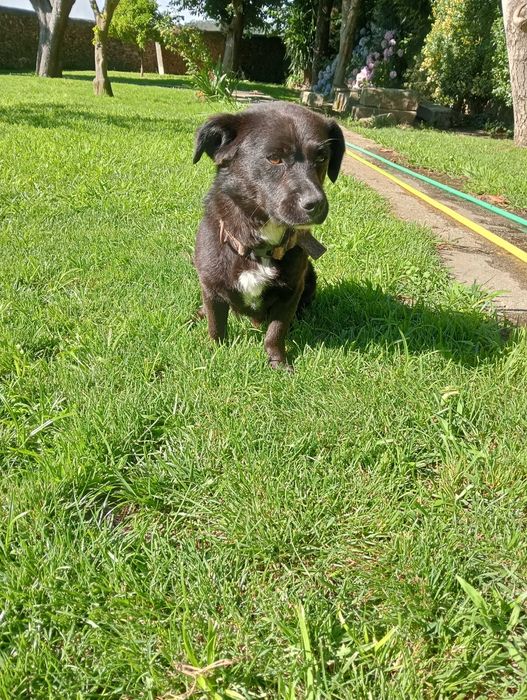 Oferece-se cão pequeno muito meigo