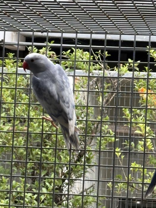 ring neck sexados para ceder.