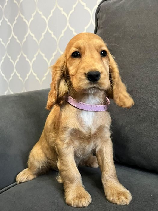 Piękny szczeniak rasy Cocker Spaniel