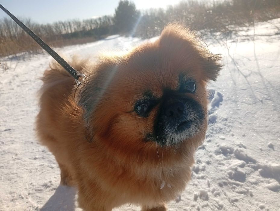 Вигуляю Вашого собаку (Нова Буча/Буча Квартал)  200 грн/година