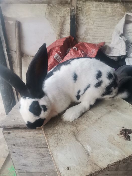 Кріль кролик строкач.