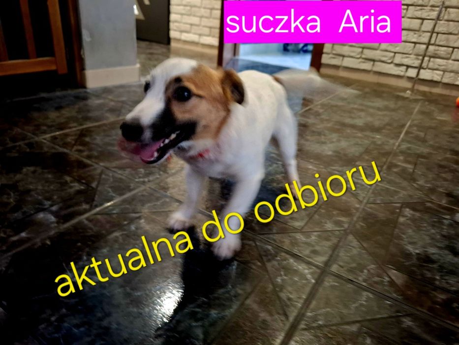 Słodka  Aria  !!! suczka  dorosłaJack Russell  Terrier RODZICE W HODOWLI