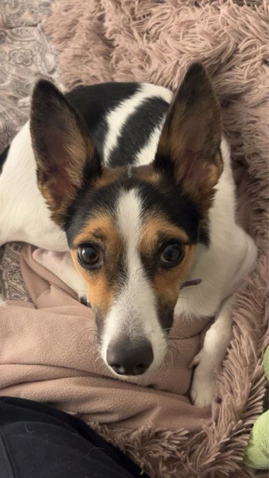Sunia Trixie do pilnej adopcji