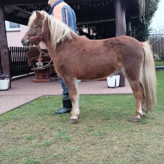 Sprzedam klacz kucyka