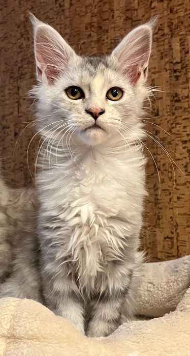 Magiczna koteczka Maine Coon SREBRZYSTA SZYLKRETKA