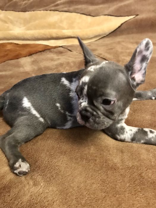 Французские бульдоги, голубые и мерле. Девочки и мальчики. Торг!