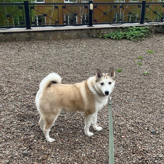 Ищем хозяина для Юты!