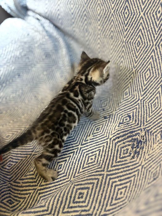 Gatinho Bengal  menino/menina