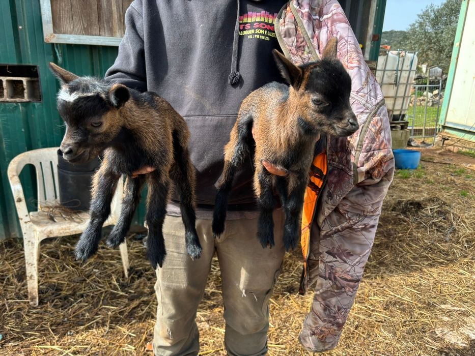 Cabrinhas  micro anãs