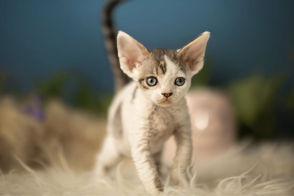 Devon Rex- chłopiec