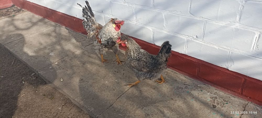 Кури порода Легбар пара