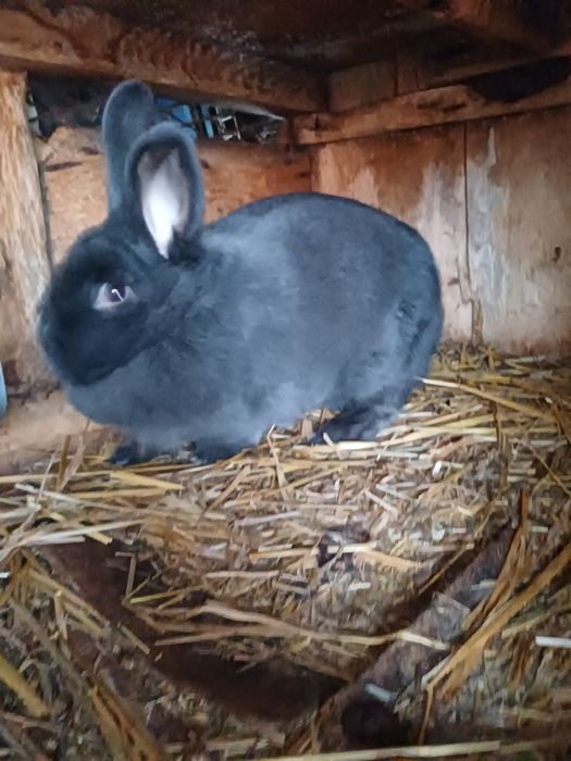 Wiedeński Niebieski Para