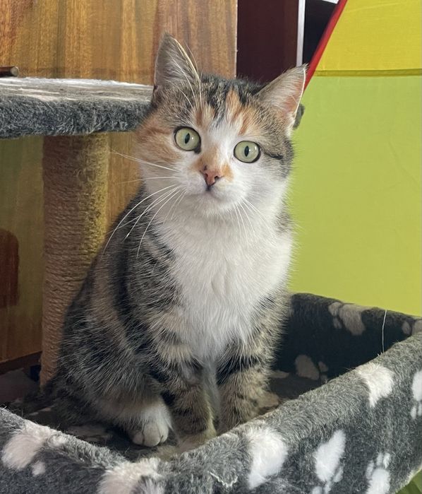 Кошечка ищет дом