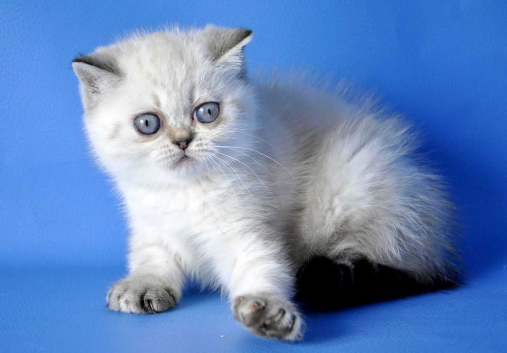 Екзотична дівчинка Чілі