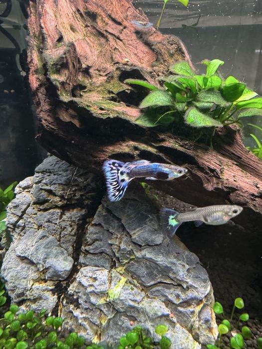Casal guppys Japan Blue Mosaic