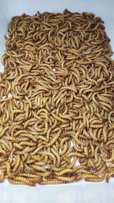 Larvas de Tenebrio molitor